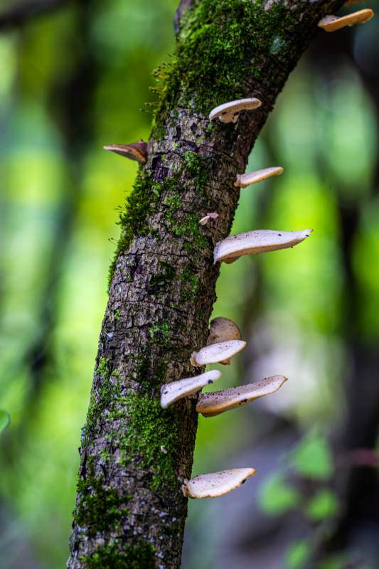 树干上的蘑菇图片