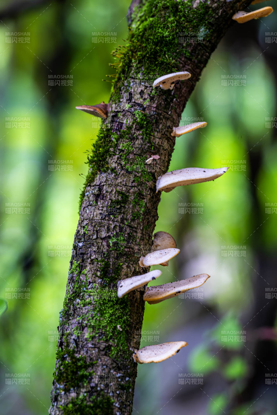 树干上的蘑菇图片