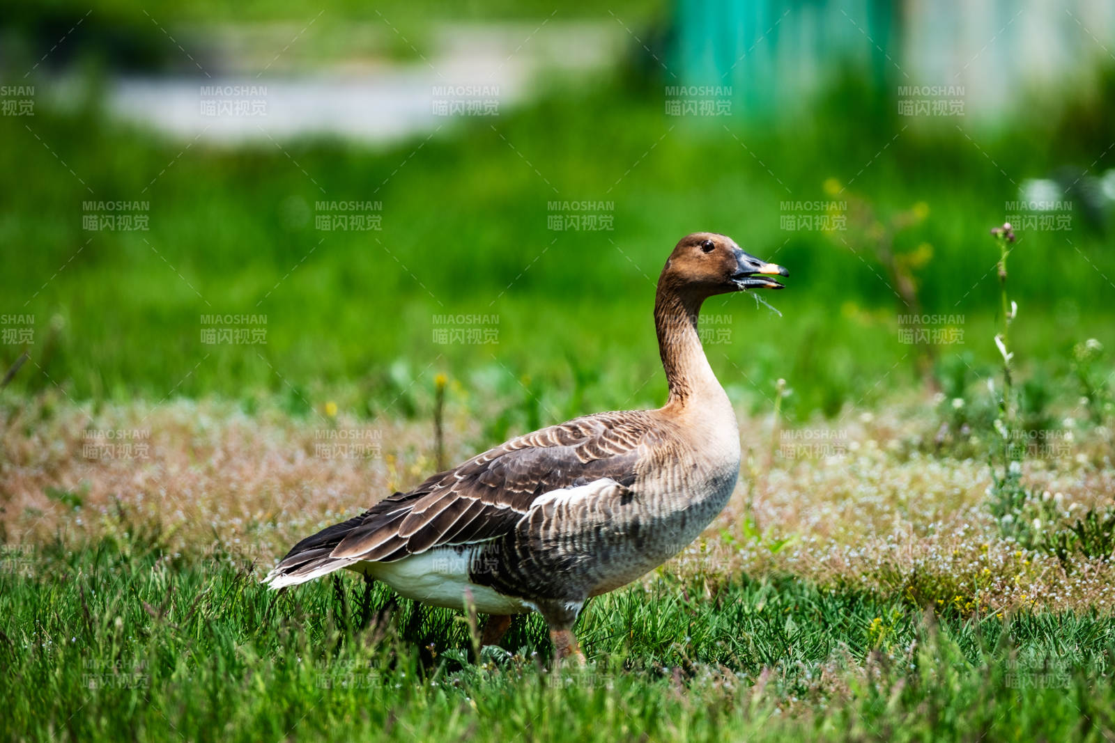 草地上的豆雁图片