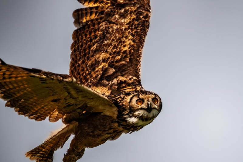 飞翔的猫头鹰图片