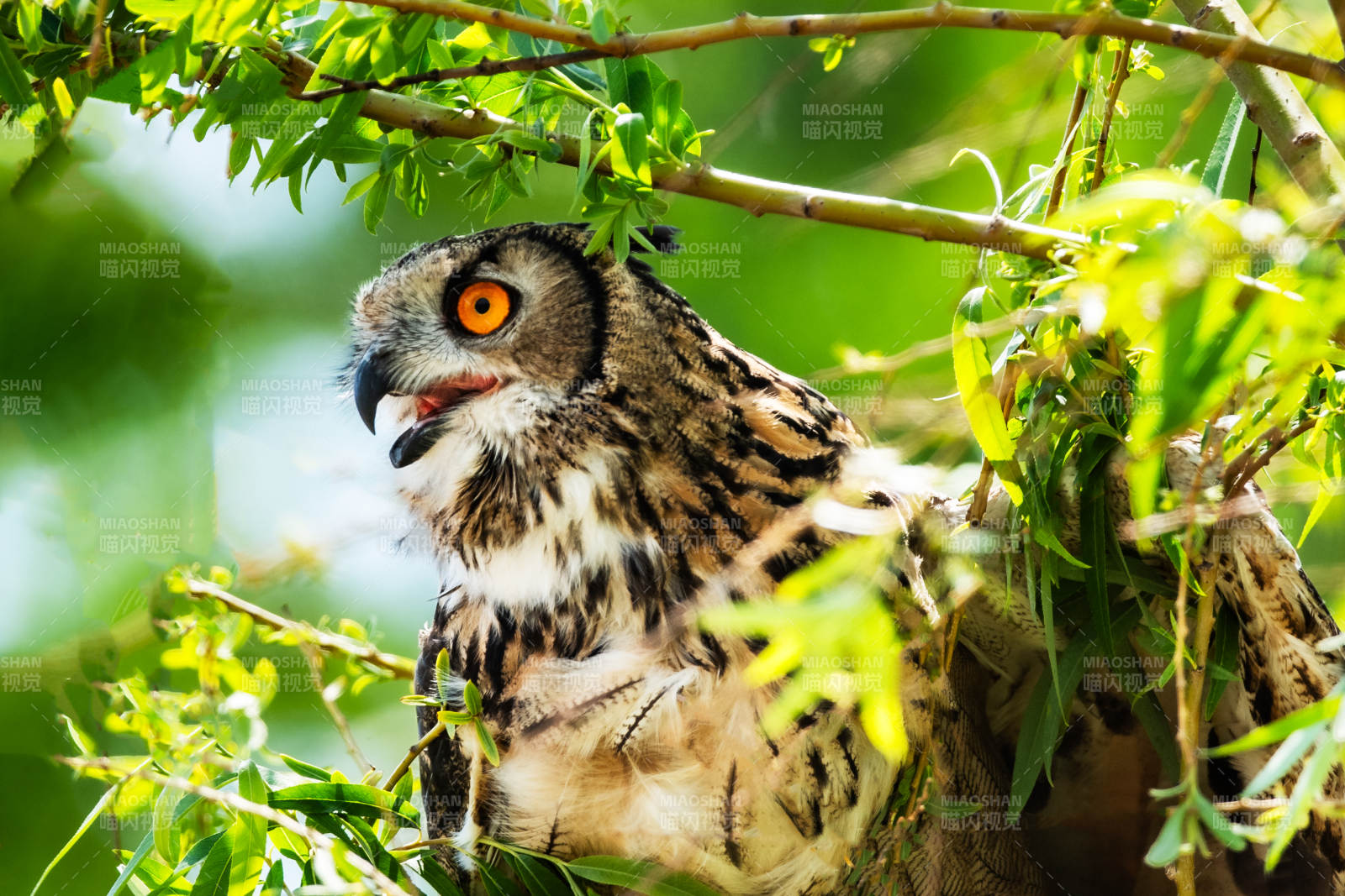 树梢上的猫头鹰图片