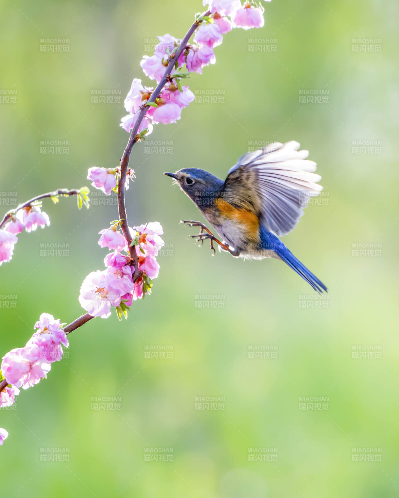蓝鸟与樱花图片