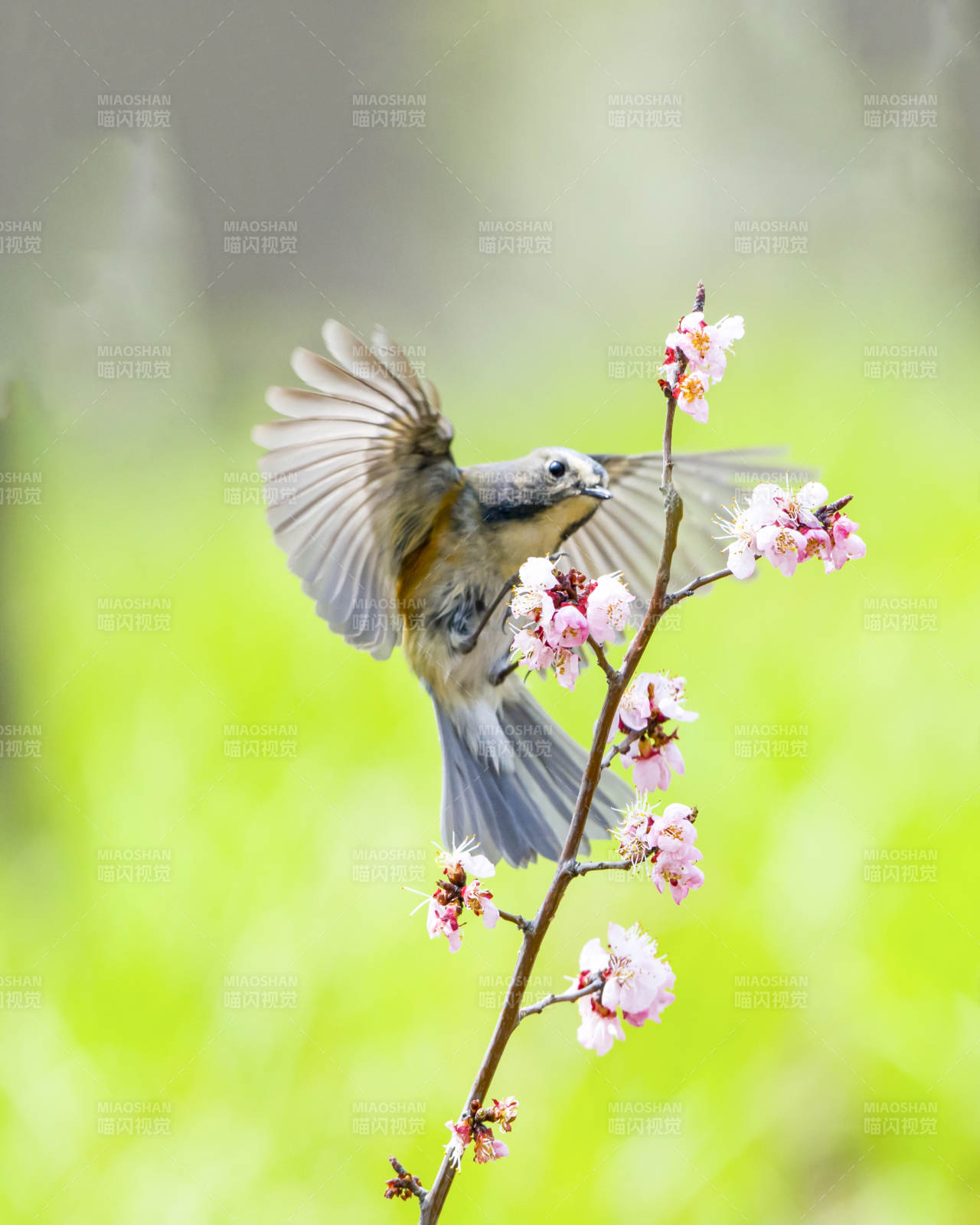 鸟儿与樱花共舞图片