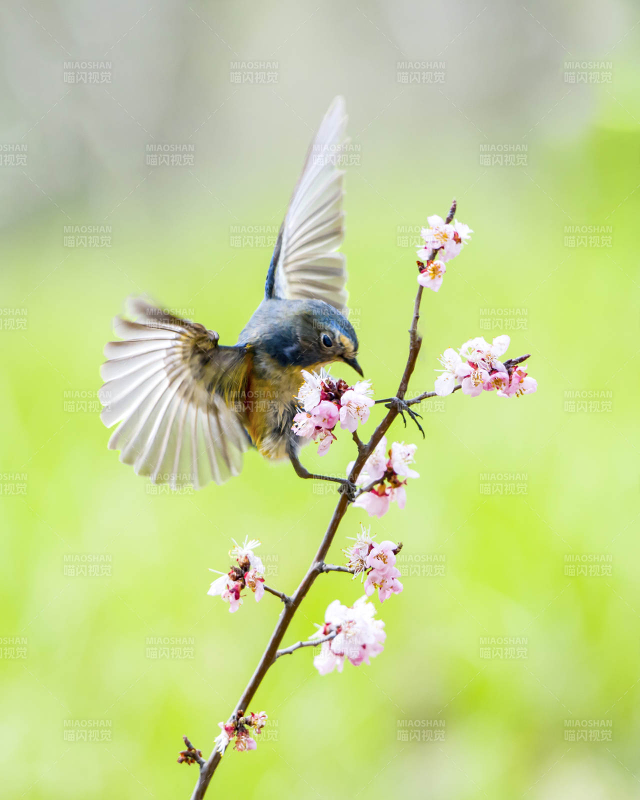 鸟儿与春花共舞图片