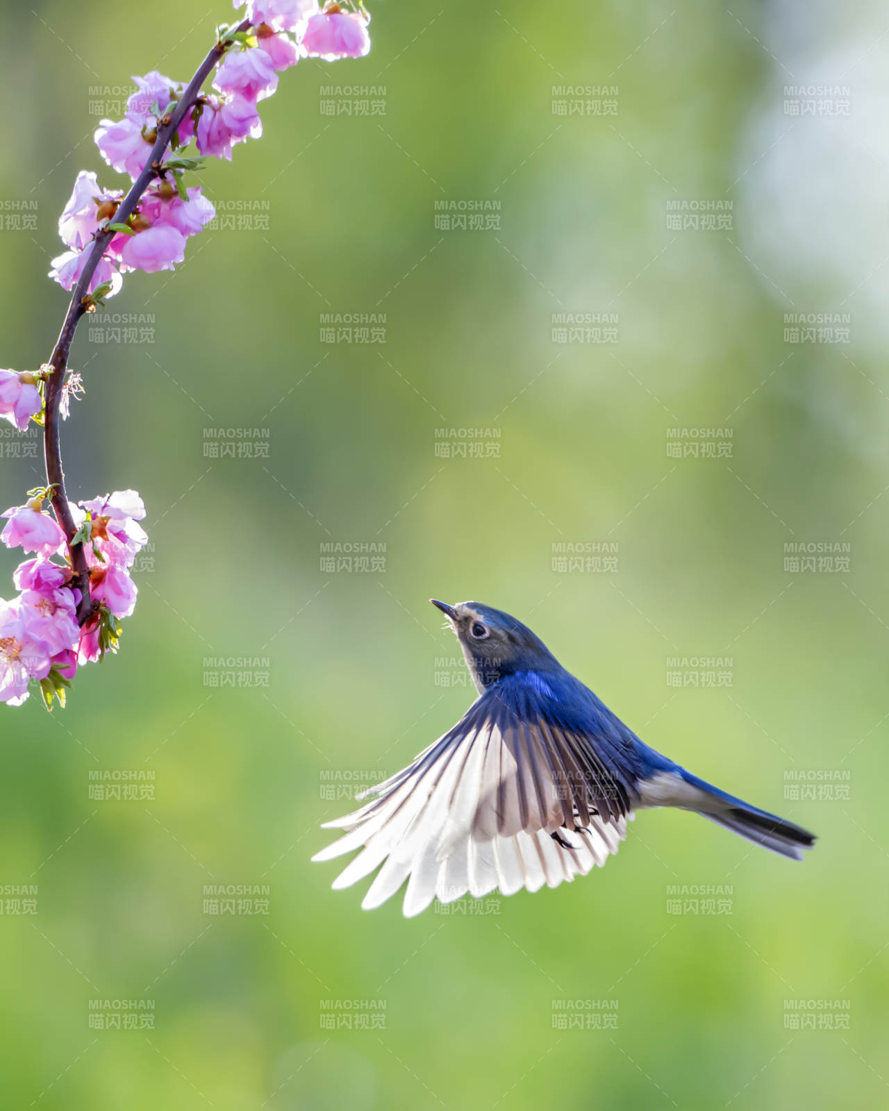 蓝鸟与樱花图片