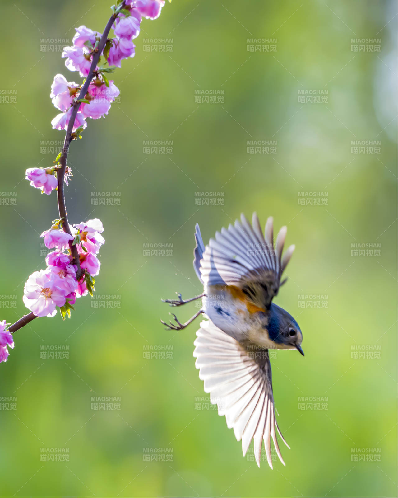 鸟儿与樱花共舞图片
