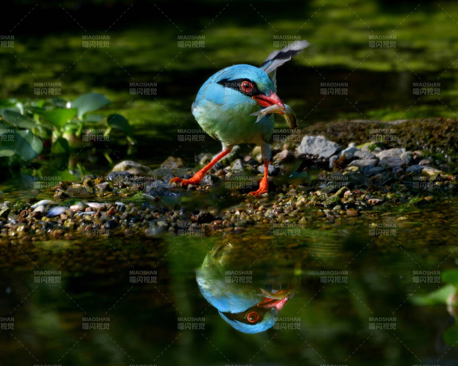 水中倒影的蓝色小鸟图片