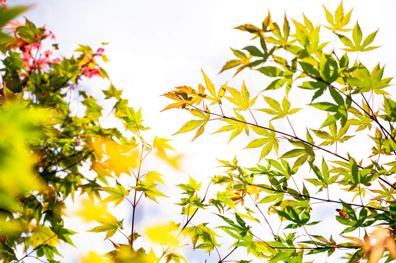 秋日枫叶映阳光图片