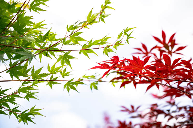 秋日红绿枫叶对比图片