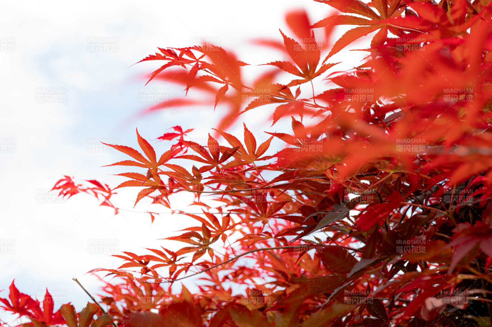 秋日红叶映蓝天图片
