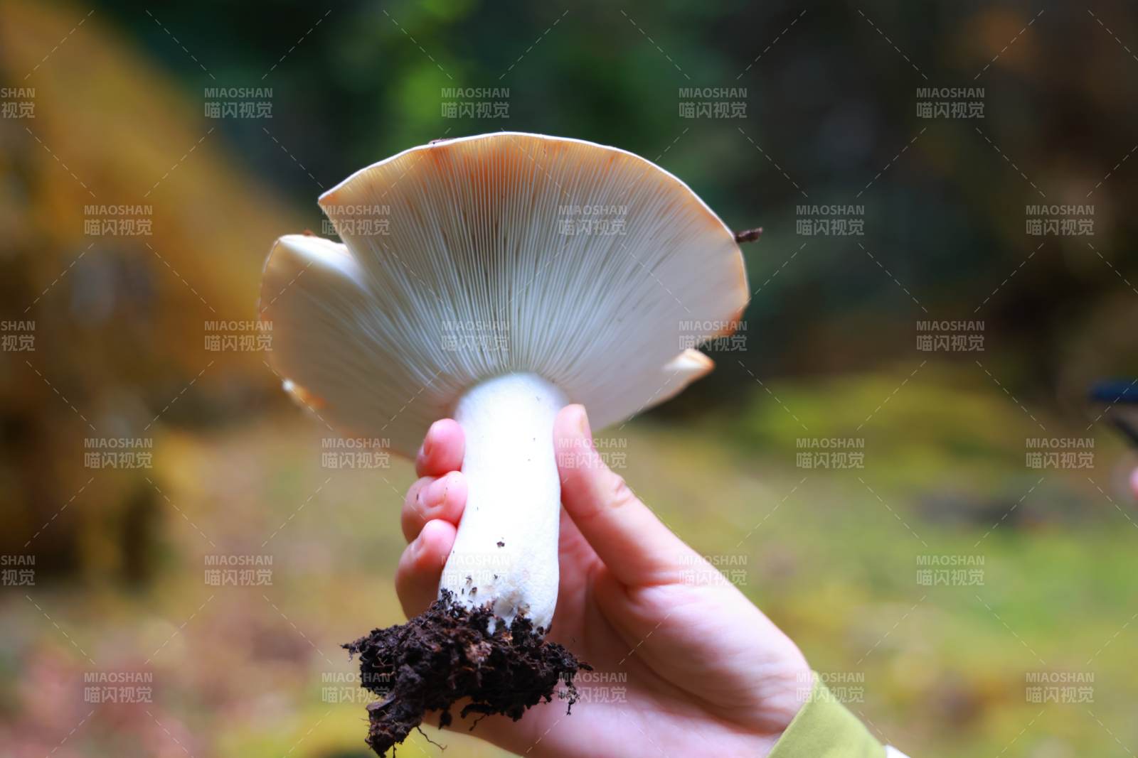 手握森林蘑菇图片