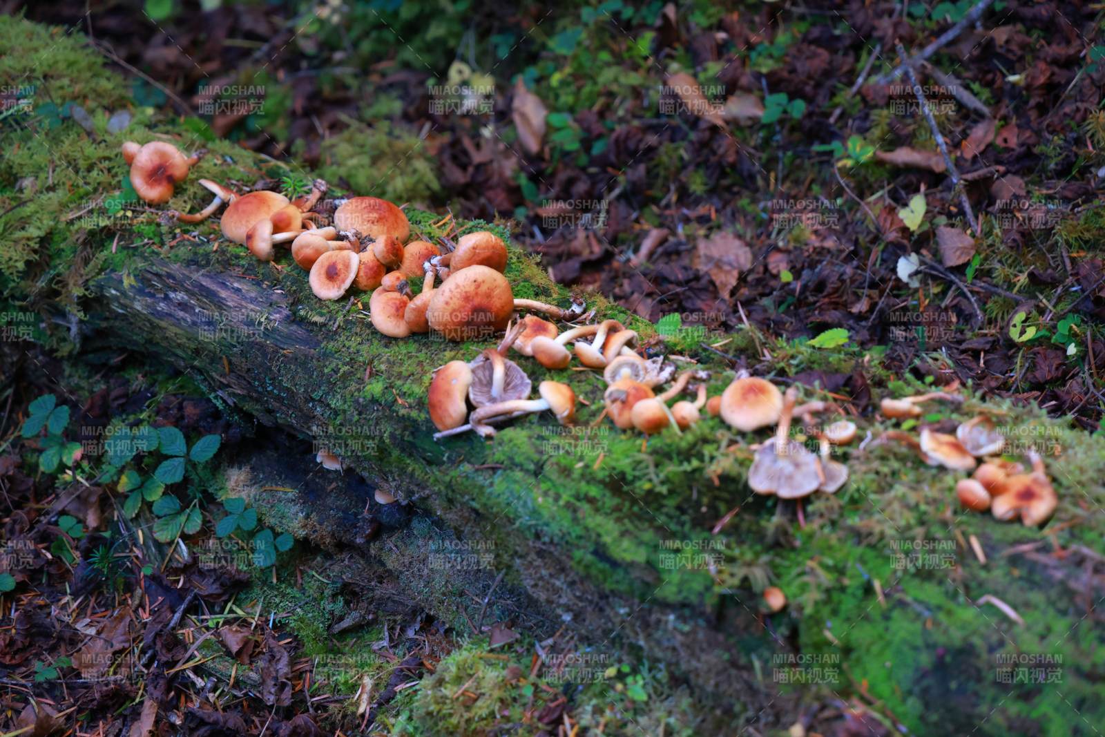 林间蘑菇群图片