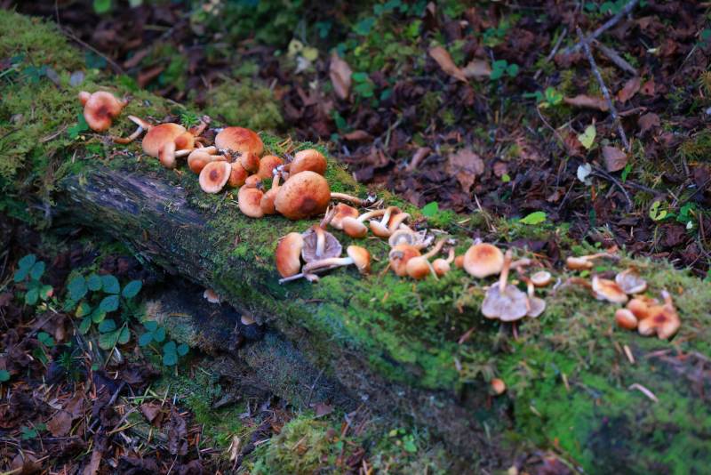 林间蘑菇群图片