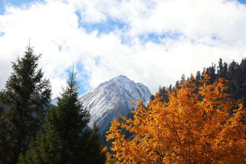 秋日雪山与金黄树林图片