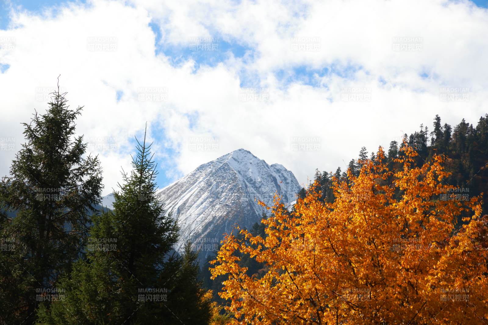 秋日雪山与金黄树林图片