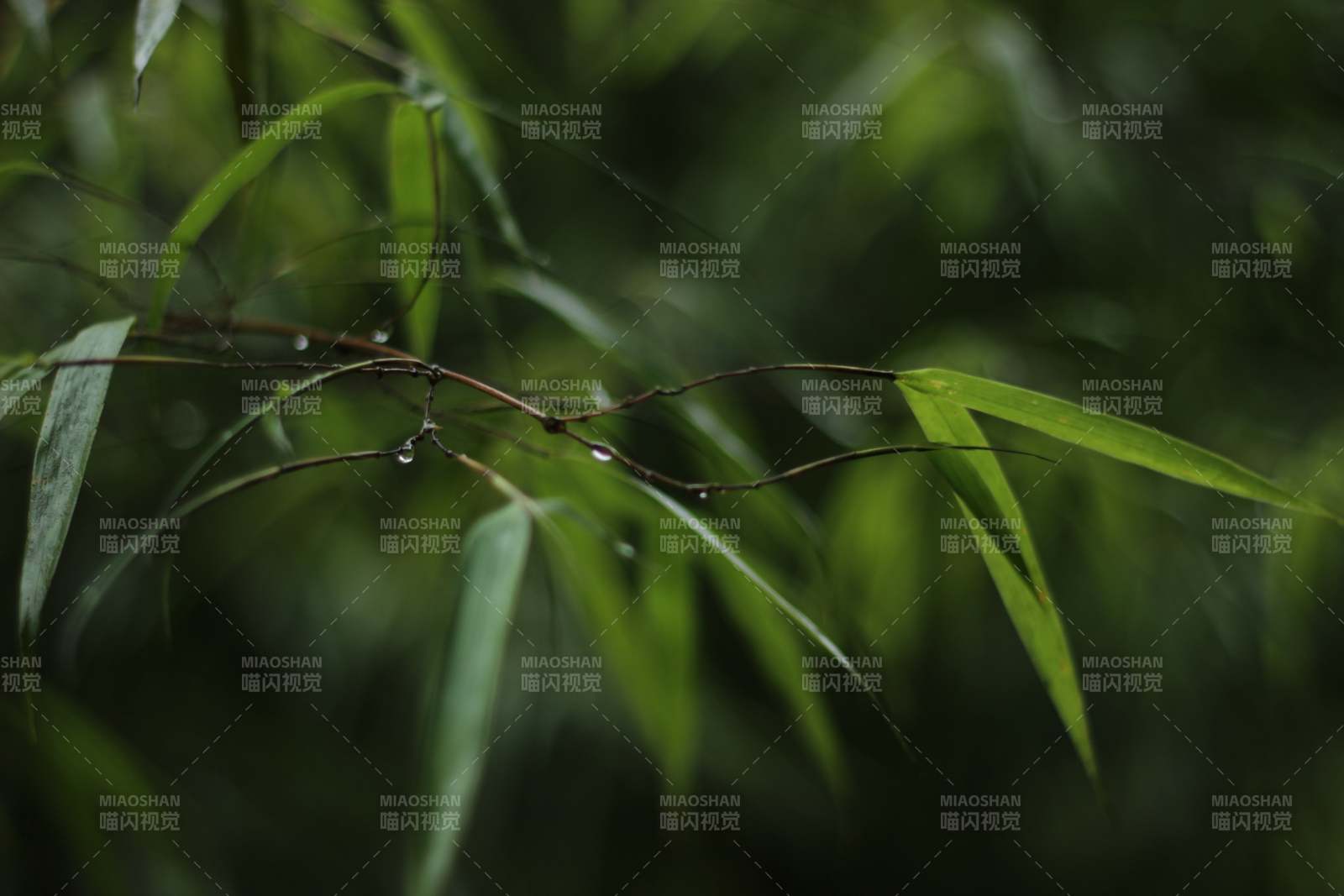 竹叶上的雨滴图片