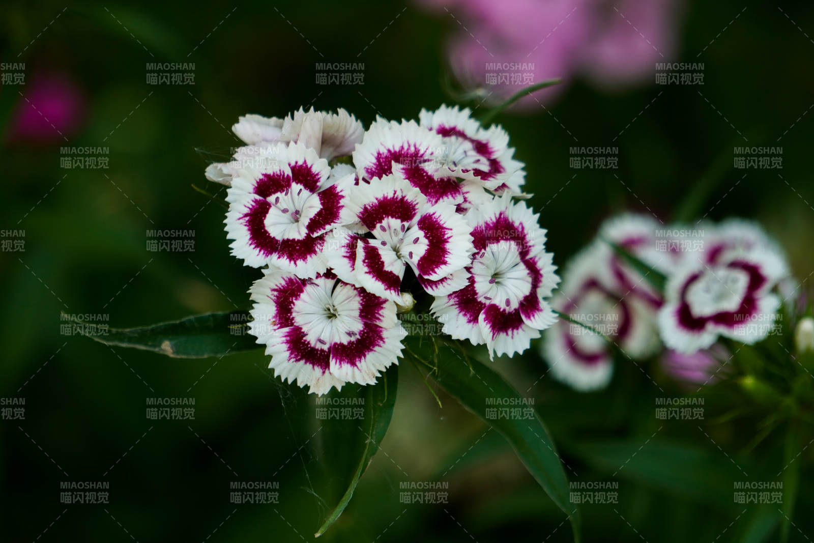 石竹花的美丽瞬间图片