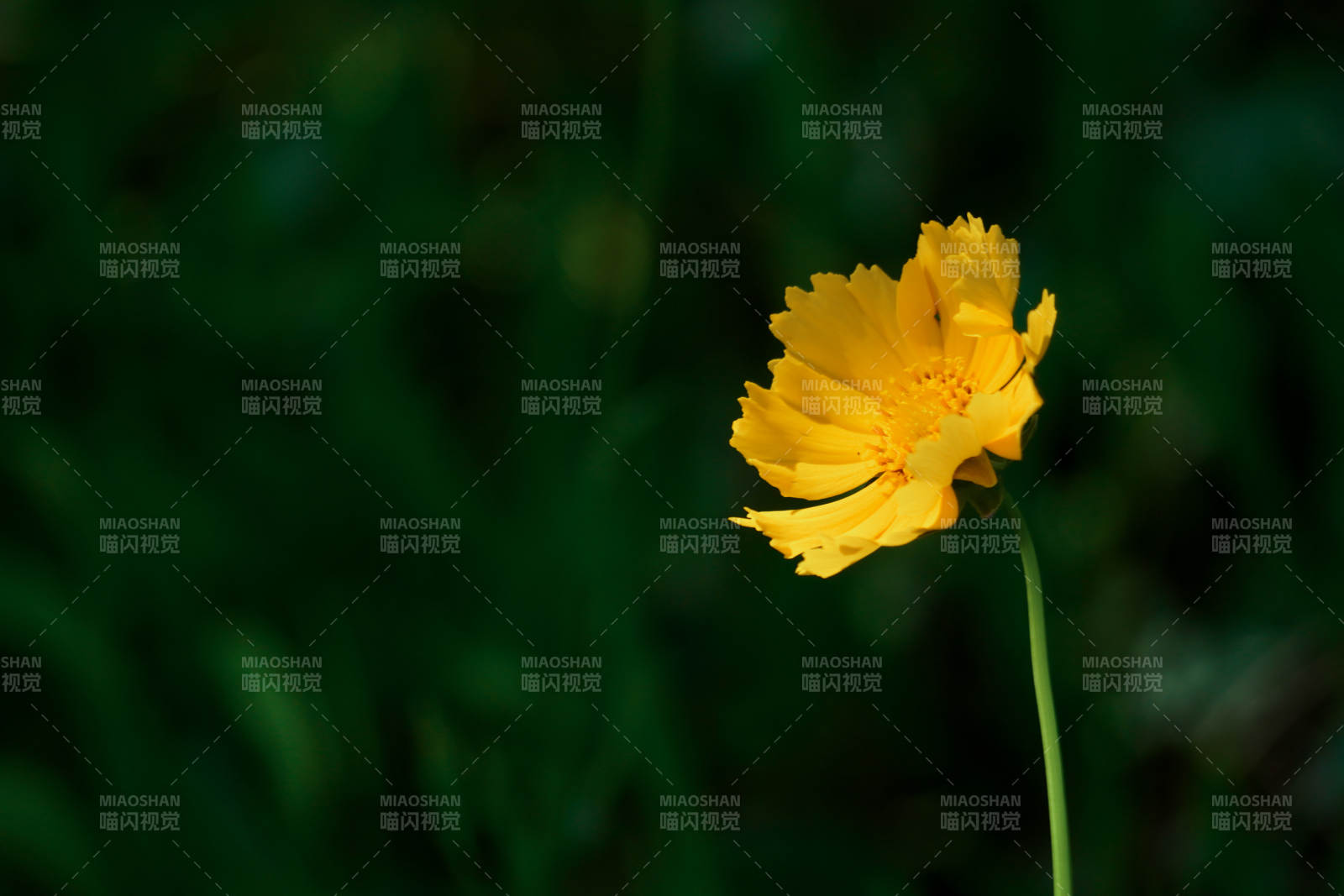 孤独的黄色花朵图片