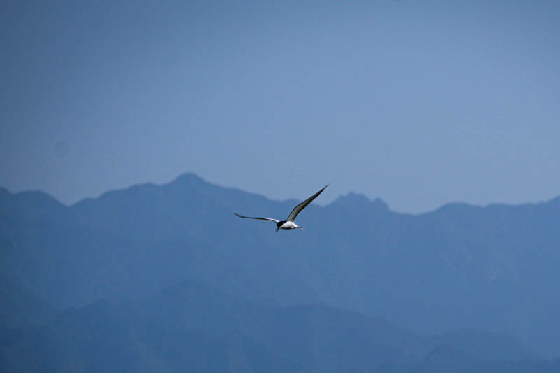 孤鸟翱翔山峦间图片