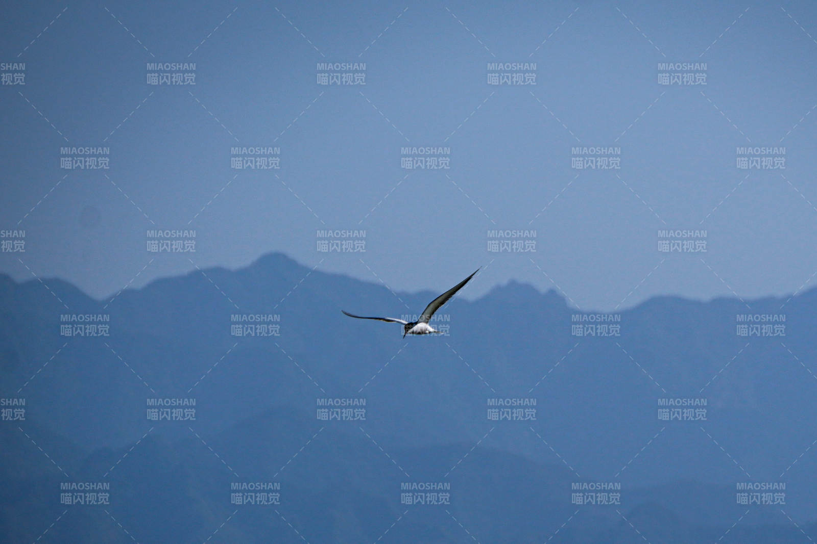 孤鸟翱翔山峦间图片