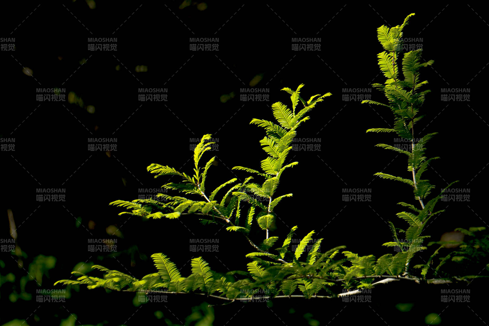 暗夜中的绿色生机图片