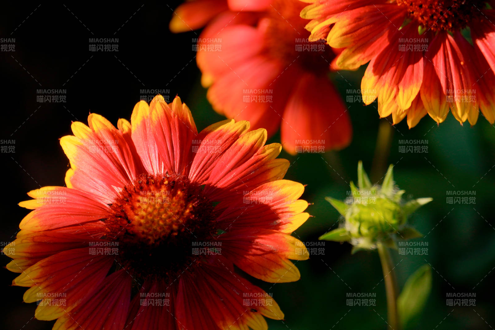 火焰般的花朵绽放图片