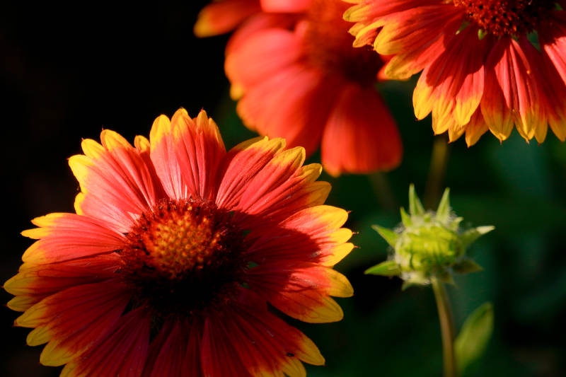 火焰般的花朵绽放图片