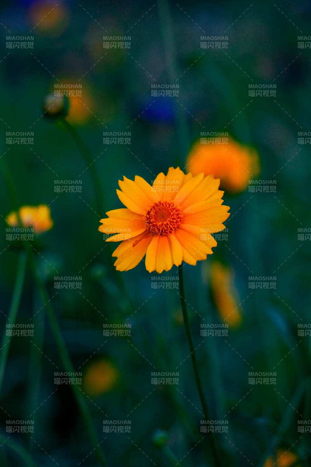 橙色花朵特写图片