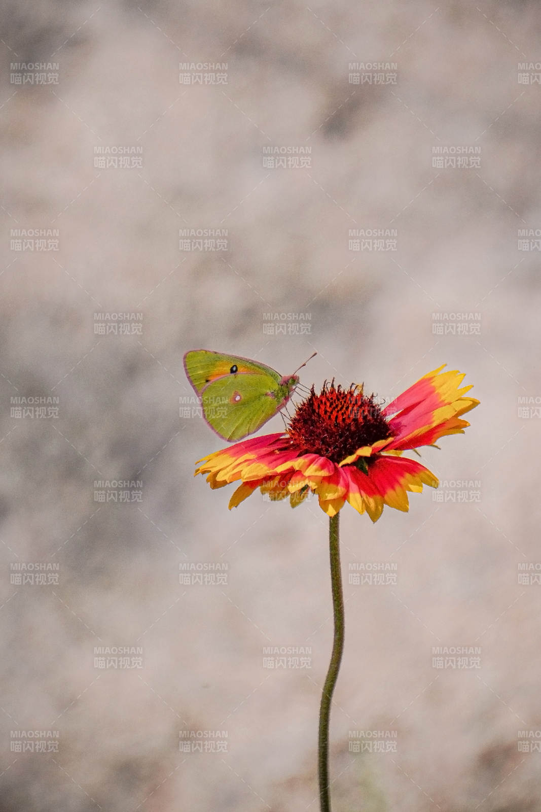 蝴蝶栖息于花上图片
