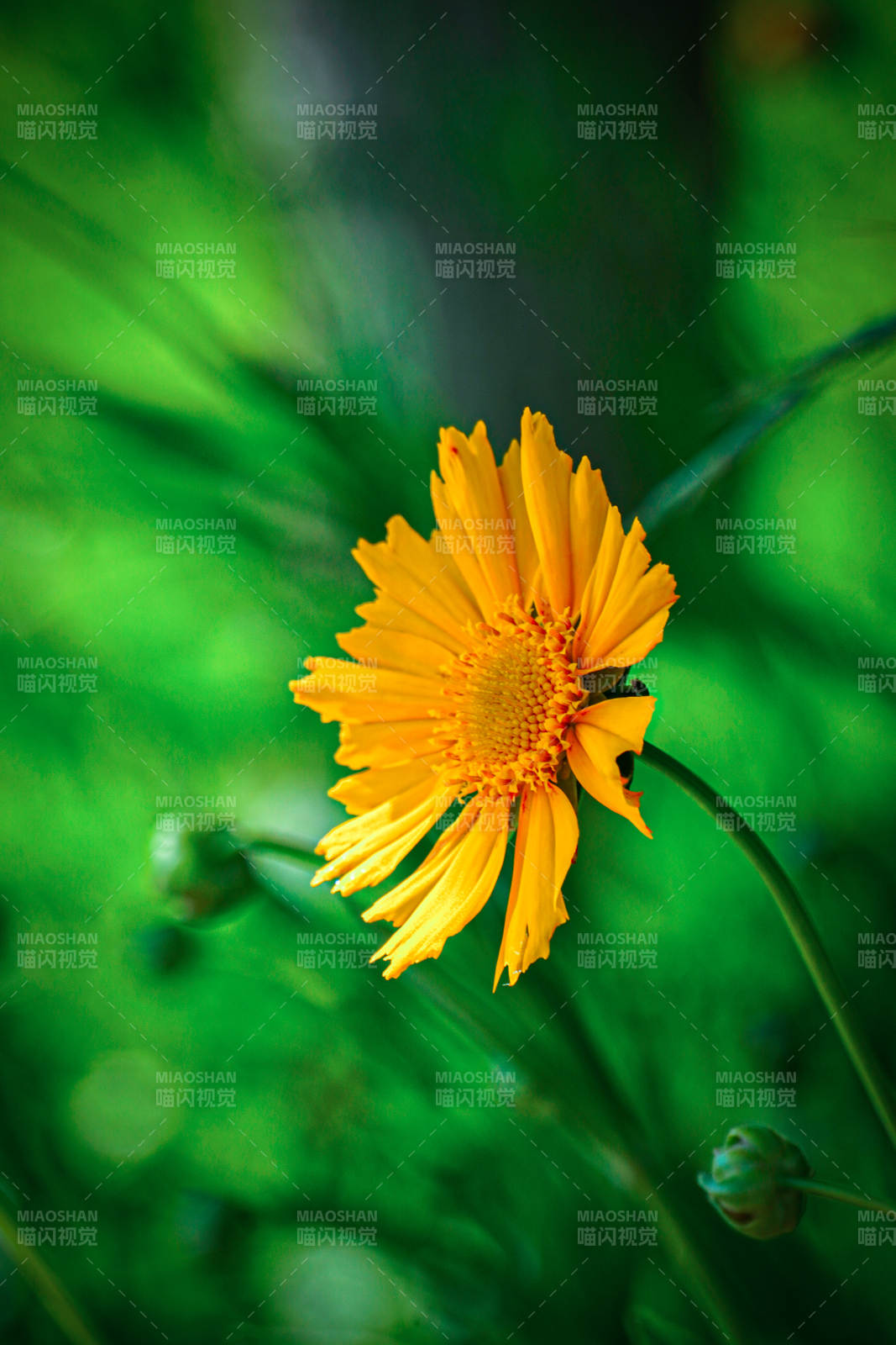 金黄花朵绽放图片