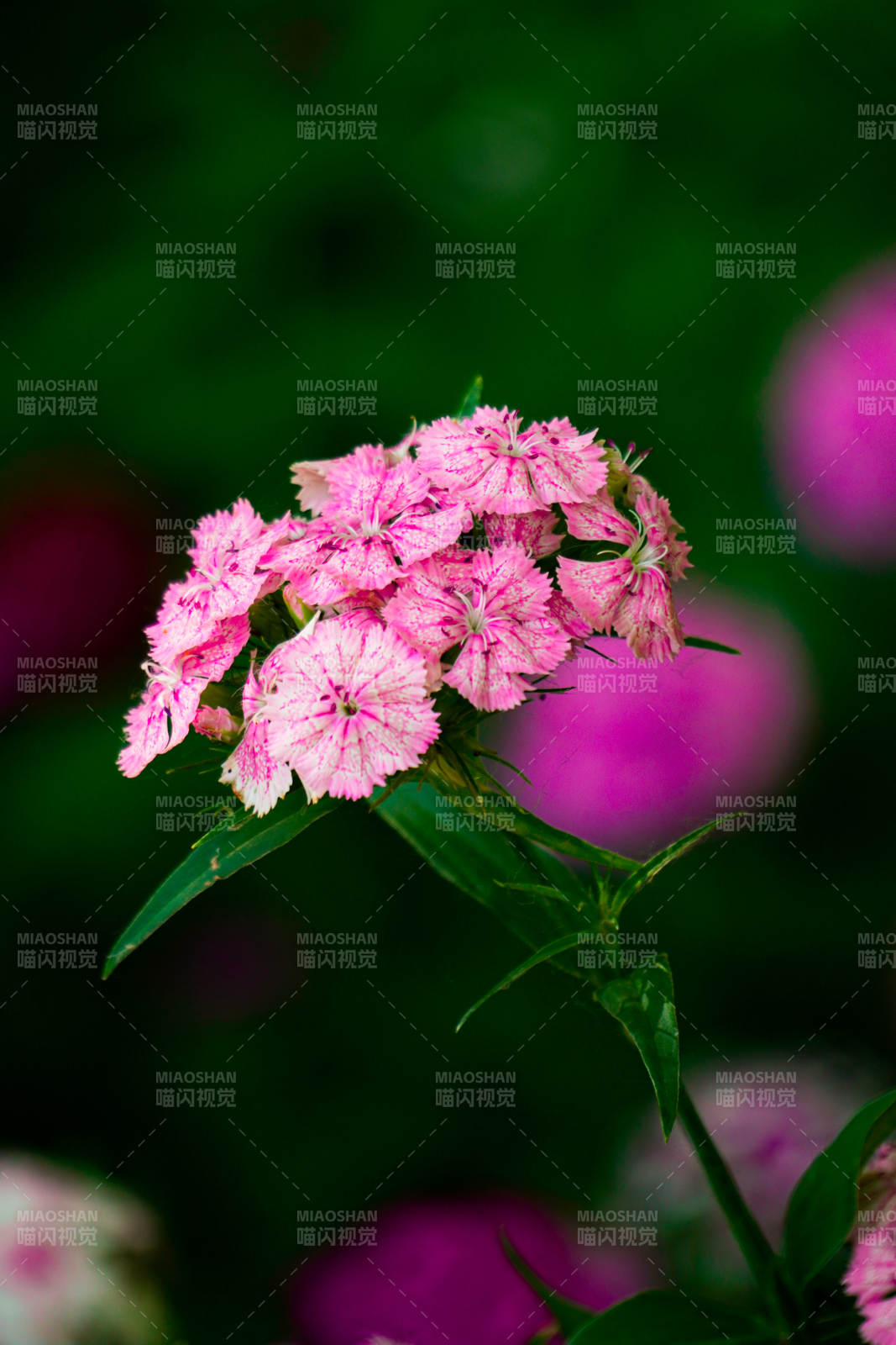 粉色花朵的美丽瞬间图片