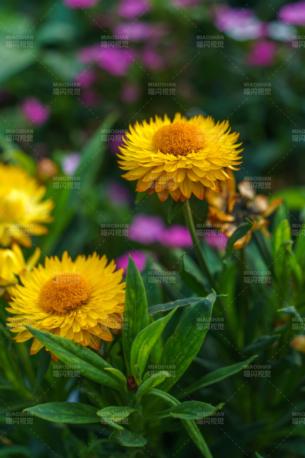 黄色花朵绽放图片