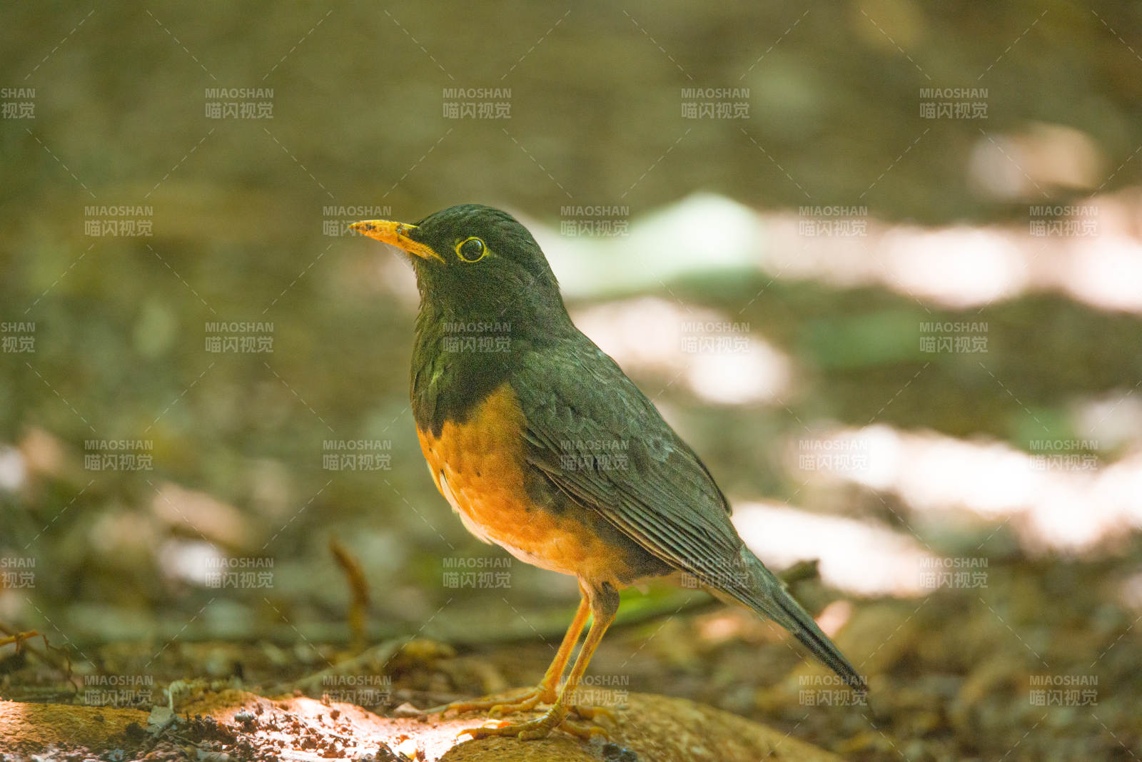 林间独行的黑胸鸫图片