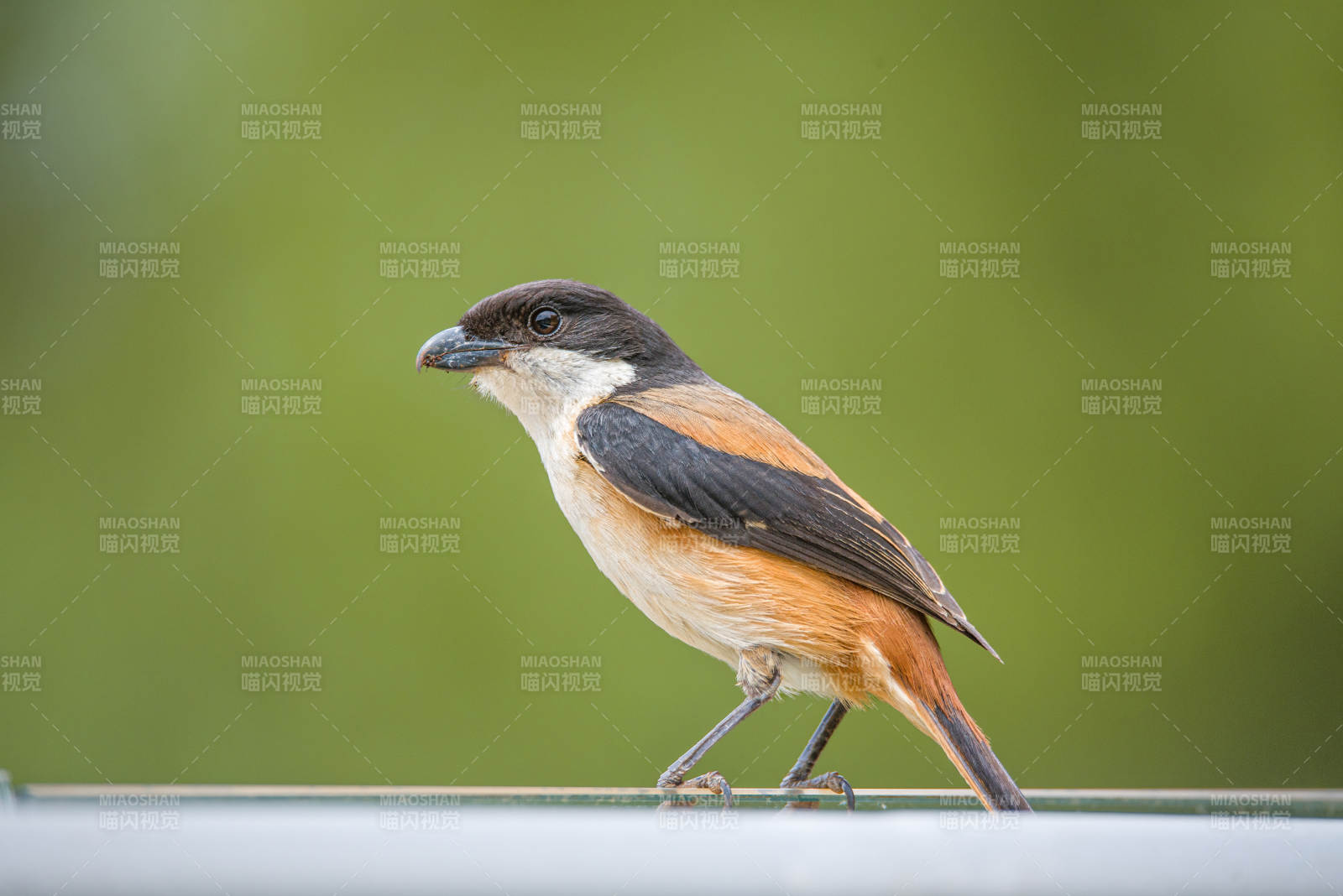 小鸟栖息 自然之美图片