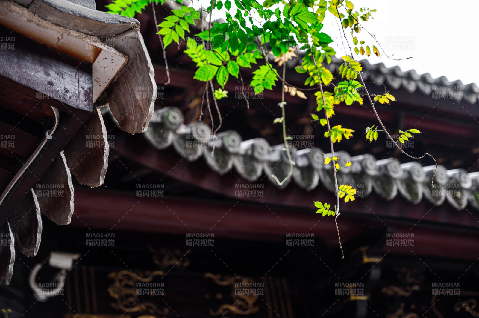 古寺屋檐下的绿叶图片