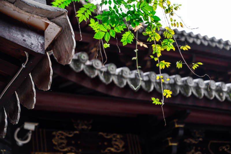 古寺屋檐下的绿叶图片