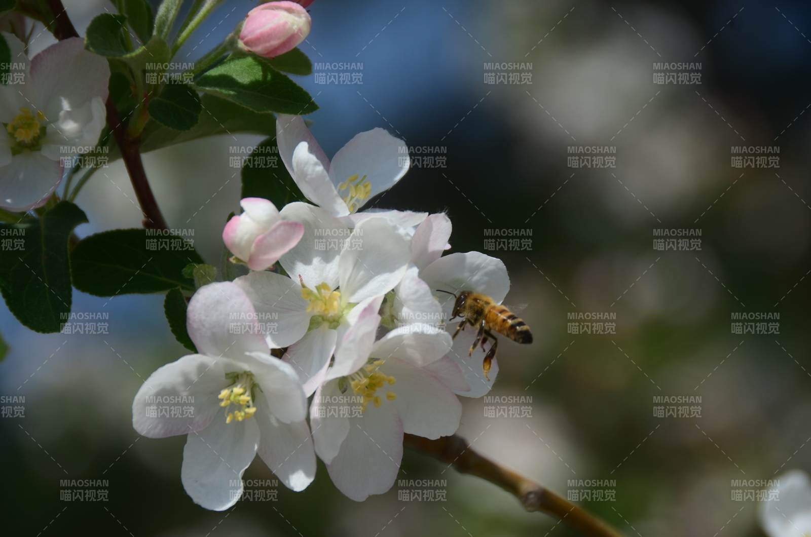 蜜蜂采蜜花间忙图片