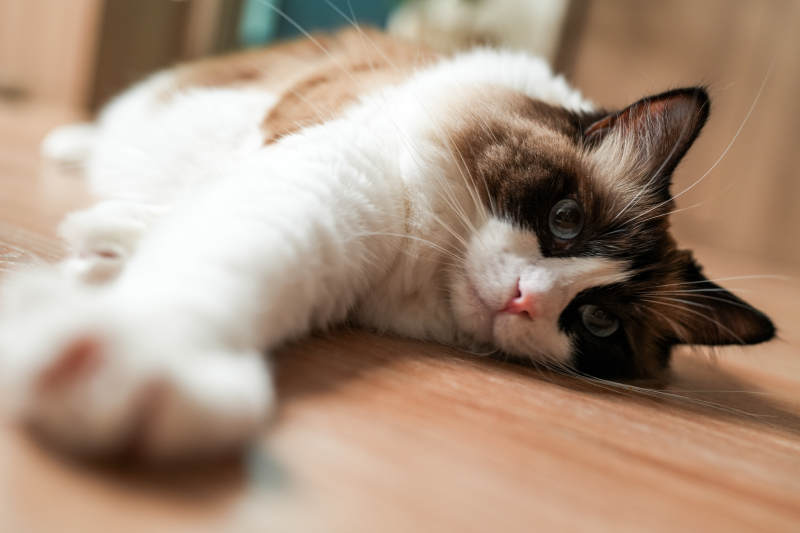 慵懒猫咪木地板上休息图片