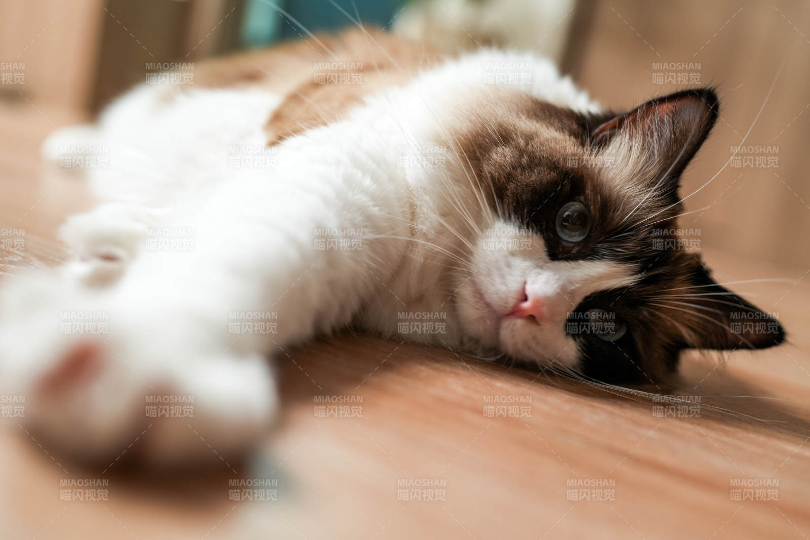 慵懒猫咪木地板上休息图片