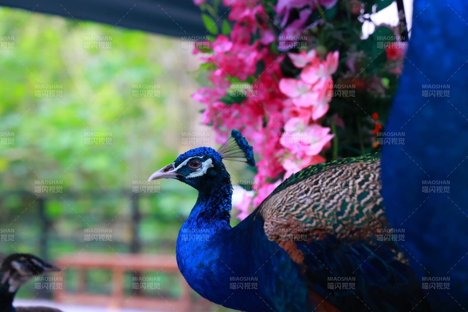 蓝孔雀与粉花图片