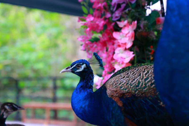 蓝孔雀与粉花图片