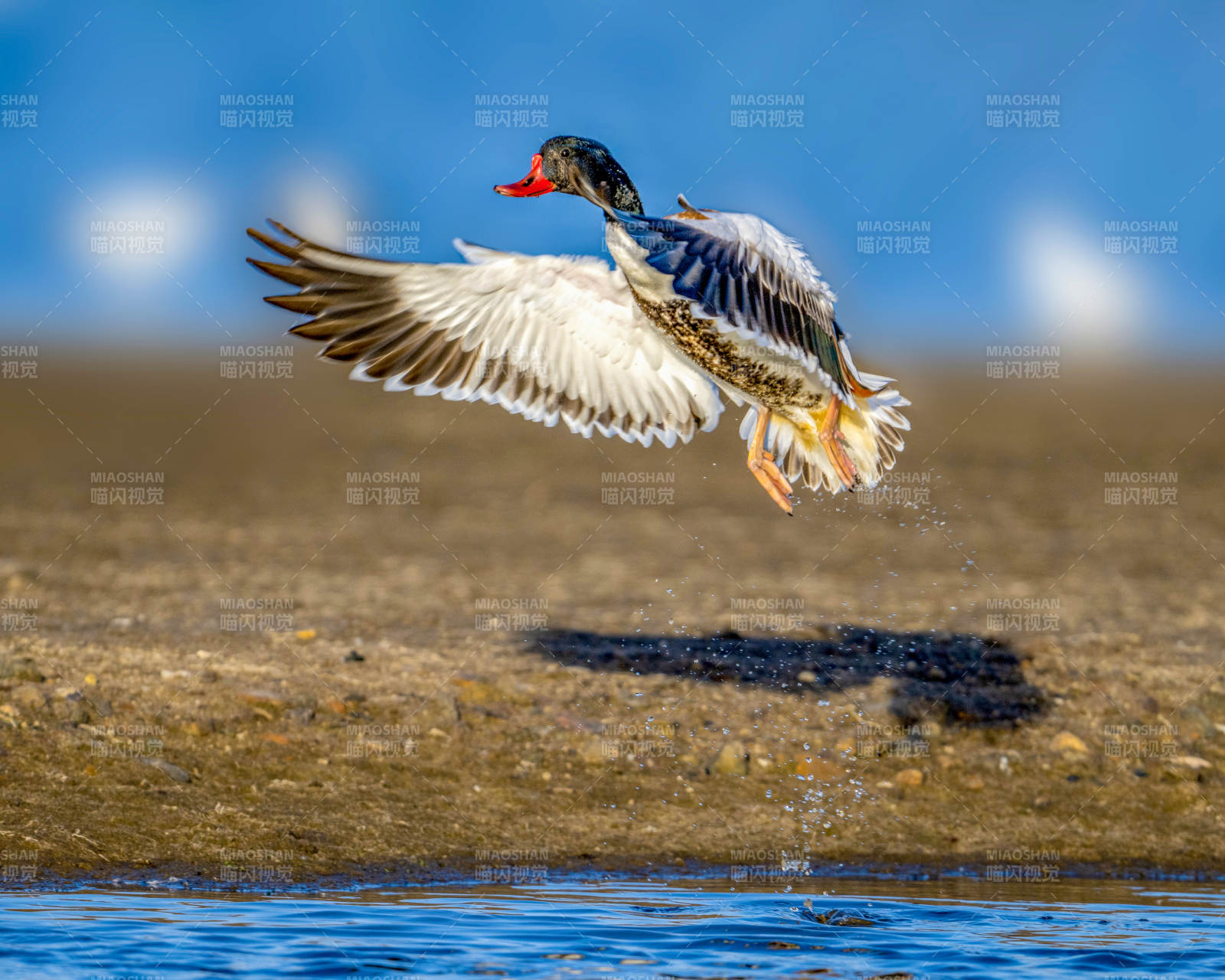 鸭子起飞瞬间图片