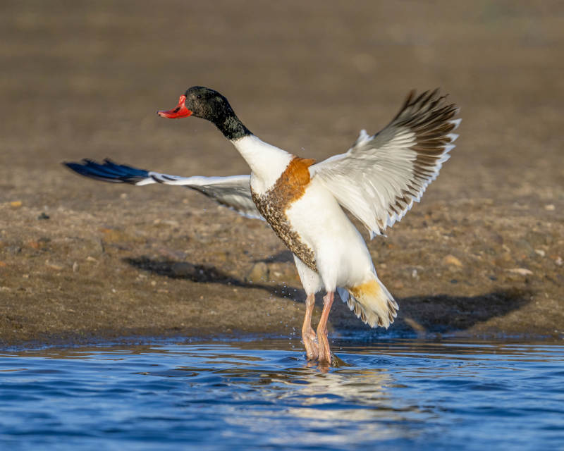 展翅的水鸟图片