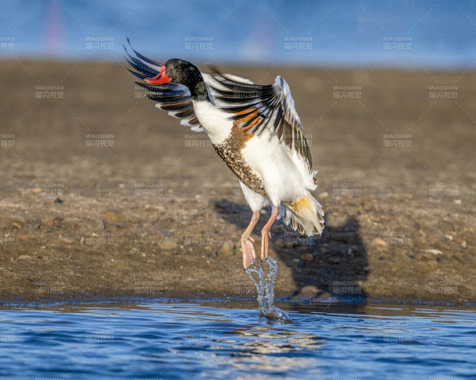 鸟儿跃出水面图片