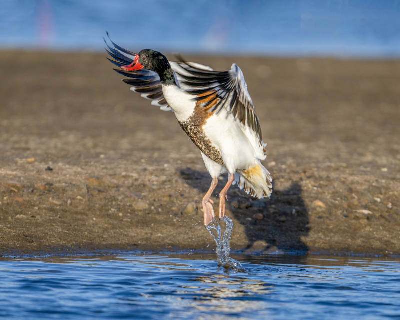 鸟儿跃出水面图片
