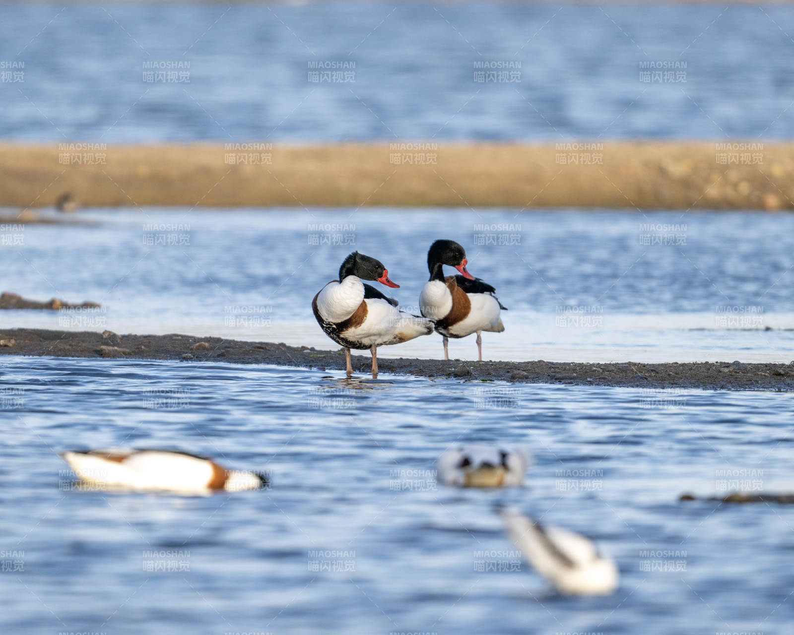 水边的鸭子图片
