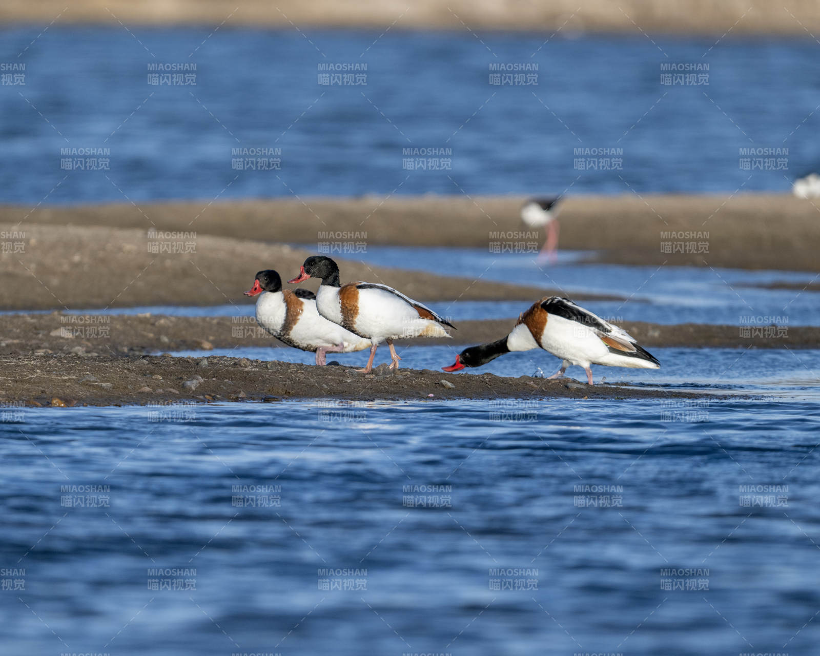 水边的黑白鸟群图片
