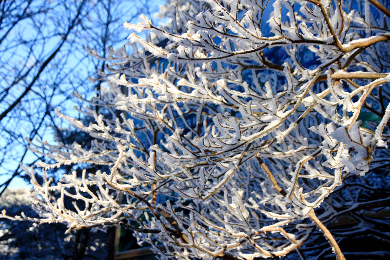 冬日冰挂 树枝上的霜花图片