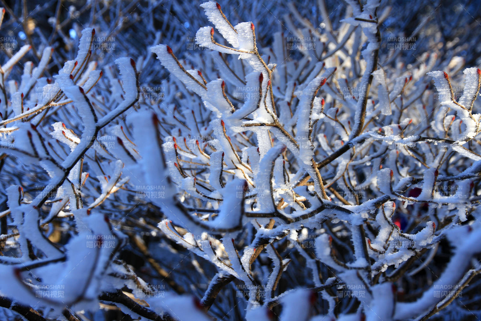冬日冰霜覆盖的树枝图片