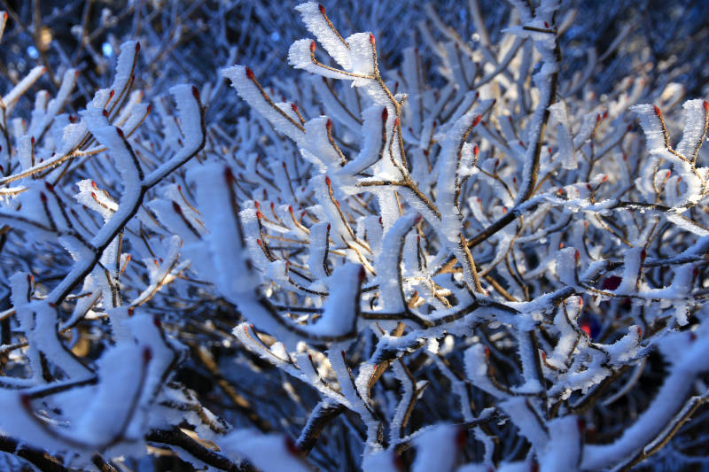 冬日冰霜覆盖的树枝图片